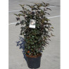 PHYSOCARPUS opulifolius DIABOLO En pot de 10-12 litres