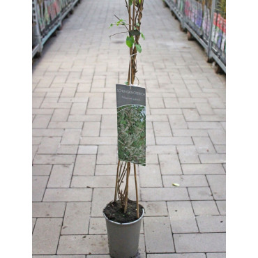 POLYGONUM aubertii En pot de 4-5 litres