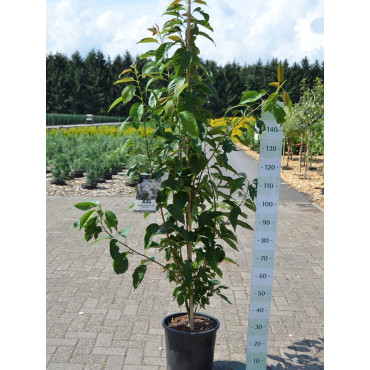 PRUNUS serrulata AMANOGAWA En pot 15-20 litres forme forme baliveau