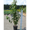 PRUNUS serrulata AMANOGAWA En pot 15-20 litres forme forme baliveau