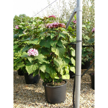 CLERODENDRUM bungei En pot de 25-30 litres