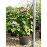 CLERODENDRUM bungei En pot de 25-30 litres