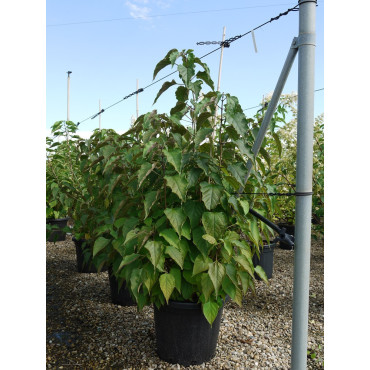 CLERODENDRUM trichotomum En pot de 25-30 litres