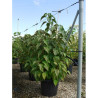 CLERODENDRUM trichotomum En pot de 25-30 litres