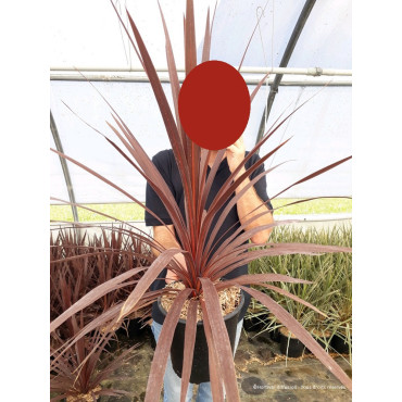 CORDYLINE australis RED STAR En pot de 4-5 litres