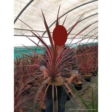 CORDYLINE SOUTHERN SPLENDOUR En pot de 10-12 litres