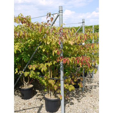 CORNUS controversa Enpot de 25-30 litres