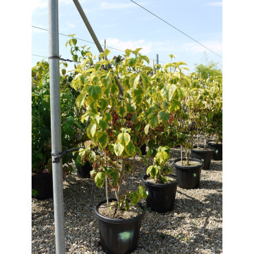 CORNUS florida RAINBOW En pot de 15-20 litres