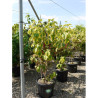 CORNUS florida RAINBOW En pot de 15-20 litres