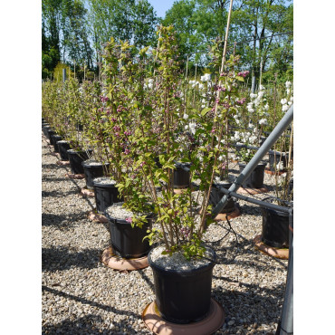 DEUTZIA hybrida PERLE ROSE En pot de 15-20 litres