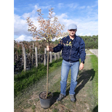 EXOCHORDA macrantha THE BRIDE En pot de 10-12 litres forme tige hauteur du tronc 90-110 cm