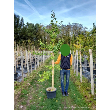 GINKGO biloba En pot de 25-30 litres forme baliveau