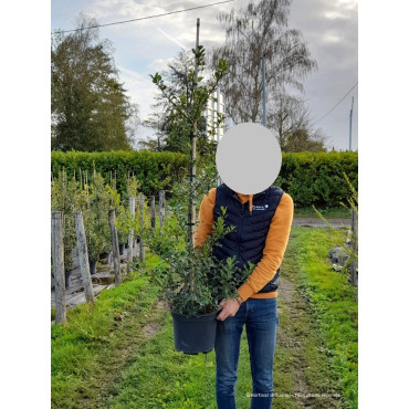 ILEX aquifolium ALASKA En pot de 7-10 litres