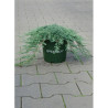 JUNIPERUS horizontalis ICEE BLUE En pot de 4-5 litres