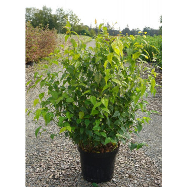 KERRIA japonica GOLDEN GUINEA En pot de 10 litres