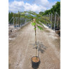 ALBIZIA julibrissin OMBRELLA En pot de 15-20 litres forme tige hauteur du tronc 090-110 cm