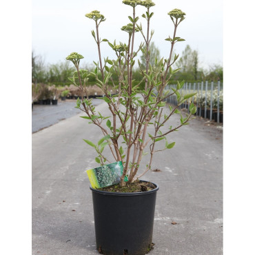 VIBURNUM lantana MOHICAN En pot de 12-15 litres