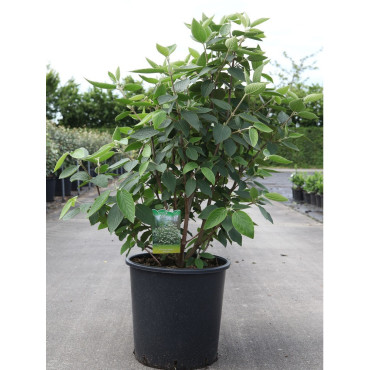 VIBURNUM lantana MOHICAN En pot de 30-35 litres