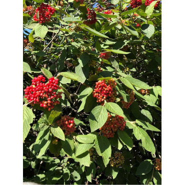 VIBURNUM lantana MOHICAN