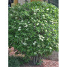 VIBURNUM lantana MOHICAN