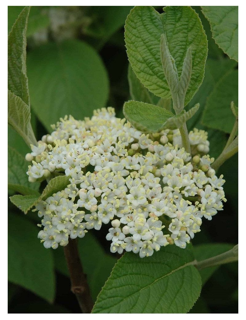 VIBURNUM lantana MOHICAN