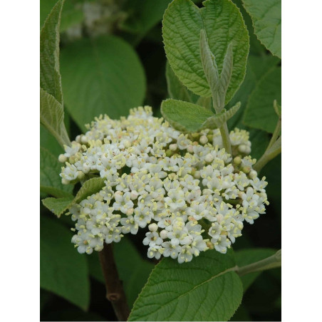 VIBURNUM lantana MOHICAN