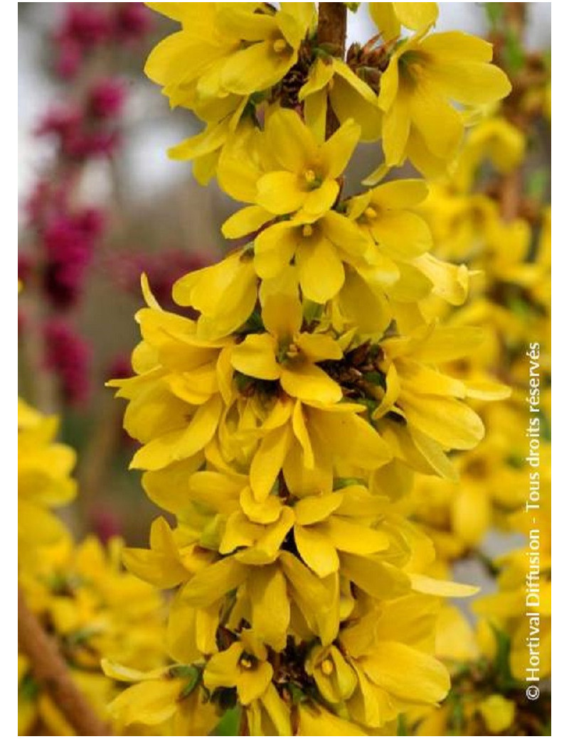 FORSYTHIA intermedia MIKADOR