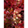 BERBERIS thunbergii ADMIRATION