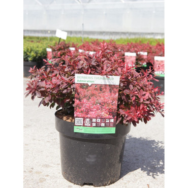 BERBERIS thunbergii ADMIRATION En pot de 3-4 litres