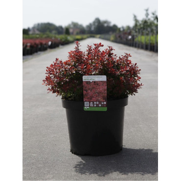 BERBERIS thunbergii ADMIRATION En pot de 10-12 litres