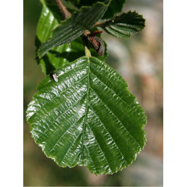 ALNUS glutinosa