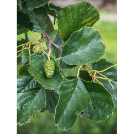 ALNUS glutinosa