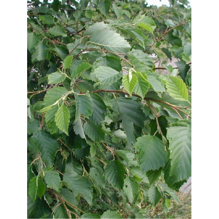 ALNUS incana