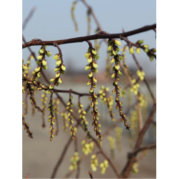 STACHYURUS chinensis CELINA