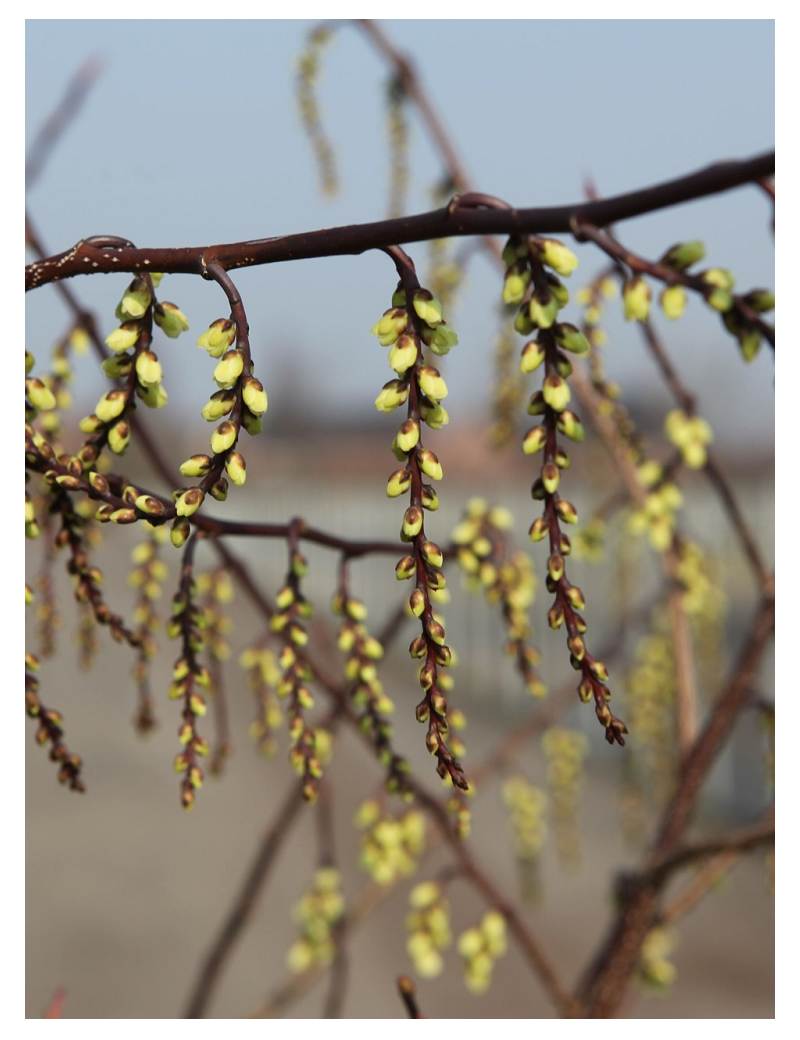 STACHYURUS chinensis CELINA