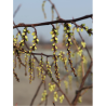 STACHYURUS chinensis CELINA