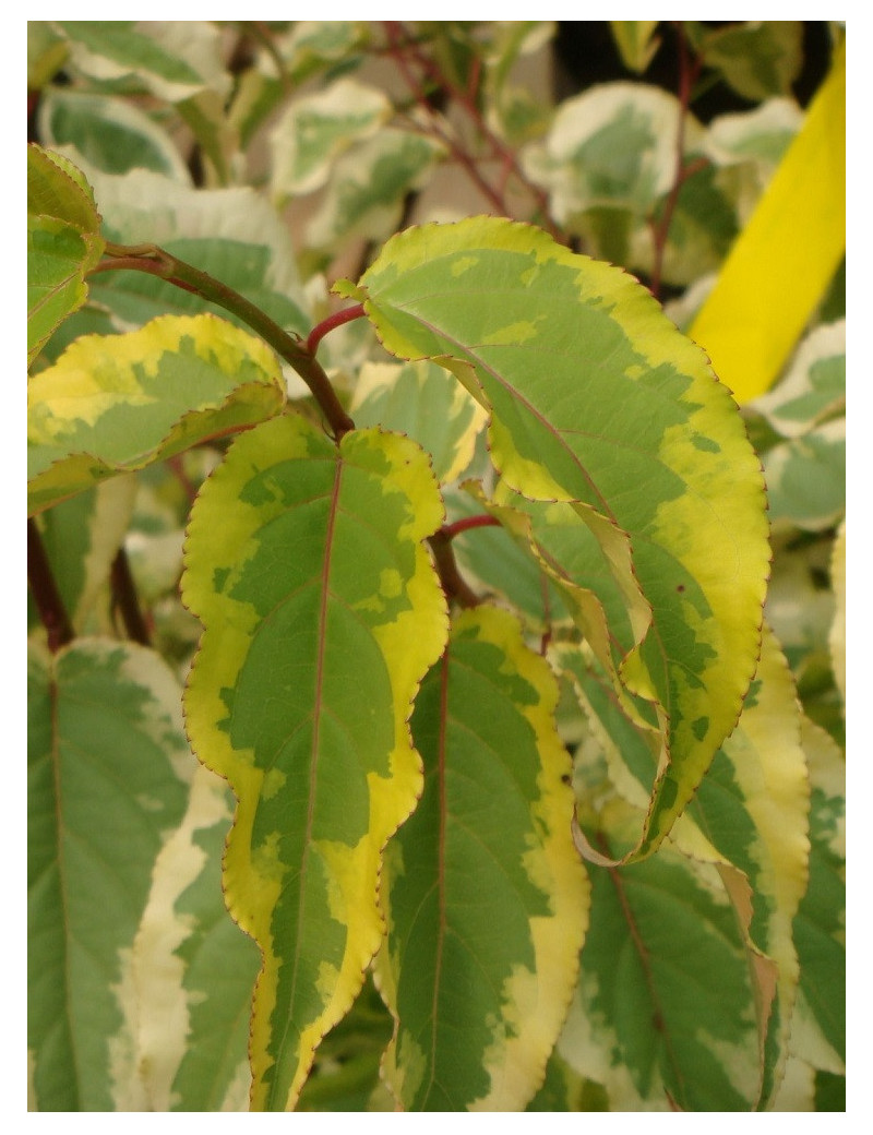 STACHYURUS chinensis JOY FOREVER