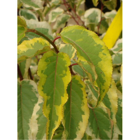 STACHYURUS chinensis JOY FOREVER