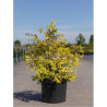 SPIRAEA vanhouttei GOLD FOUNTAIN En pot de 10-12 litres