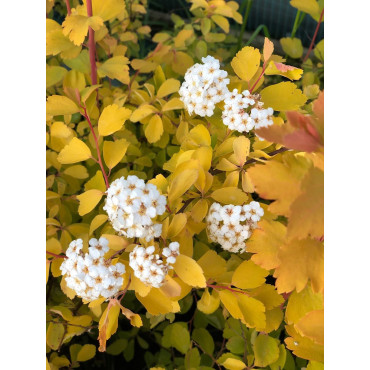 SPIRAEA vanhouttei GOLD FOUNTAIN