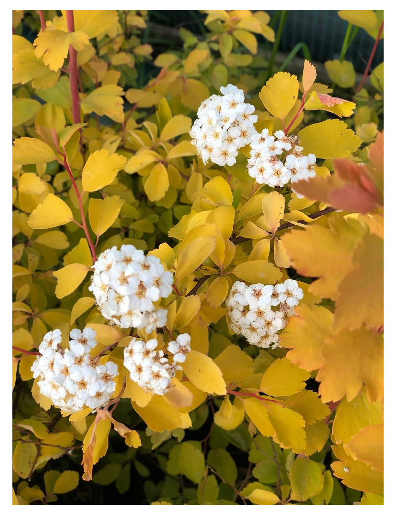 SPIRAEA vanhouttei GOLD FOUNTAIN