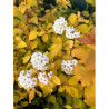 SPIRAEA vanhouttei GOLD FOUNTAIN