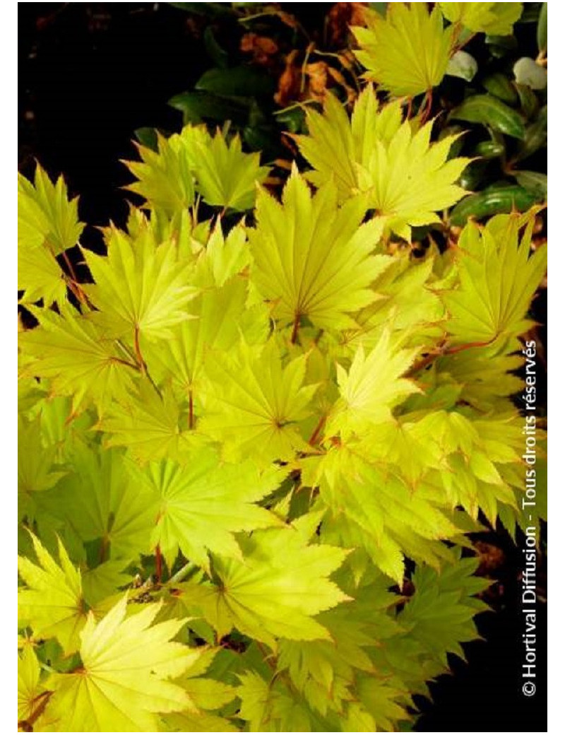 ACER shirasawanum AUREUM