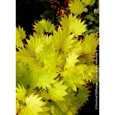 ACER shirasawanum AUREUM