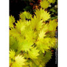 ACER shirasawanum AUREUM