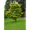 ACER shirasawanum AUREUM