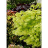 ACER shirasawanum AUREUM