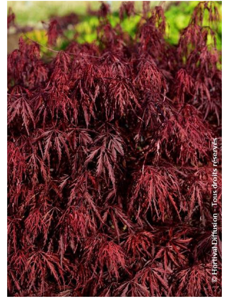 ACER palmatum DISSECTUM FIRECRACKER