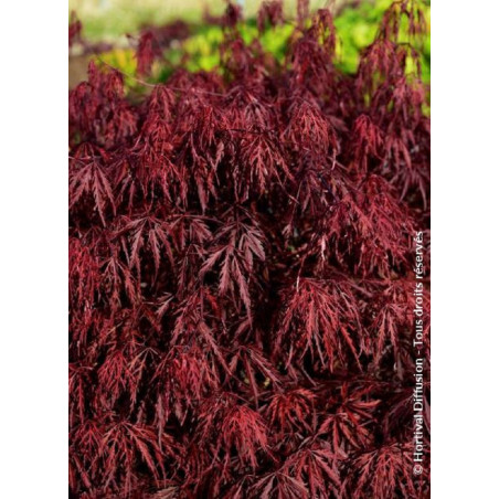 ACER palmatum DISSECTUM FIRECRACKER