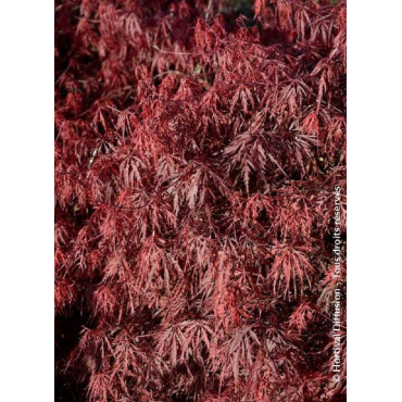 ACER palmatum DISSECTUM FIRECRACKER